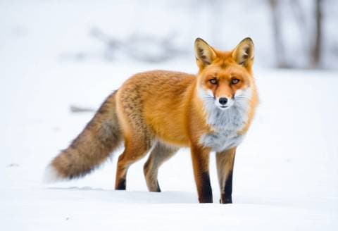 Red fox standing in fresh snow, looking straight at the camera, soft overcast light, wildlife photography