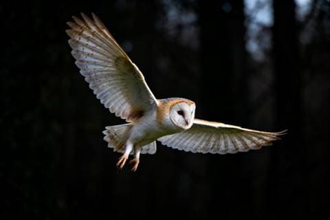 Barn owl in flight against a dark treeline, wings fully spread, frozen motion, wildlife photography