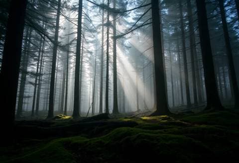 Pine forest after rain, shafts of light through mist, wet moss on the ground, atmospheric landscape photography